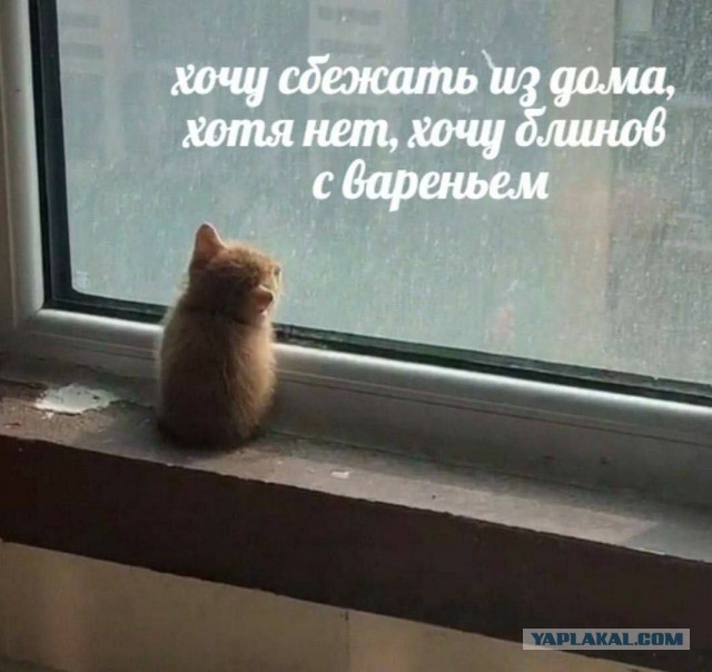 Всего понемногу. От 27.02.2025