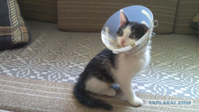 Не люди выбирают кота