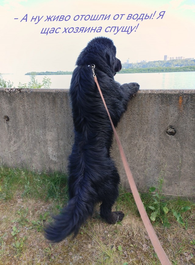 Собакочетверг же