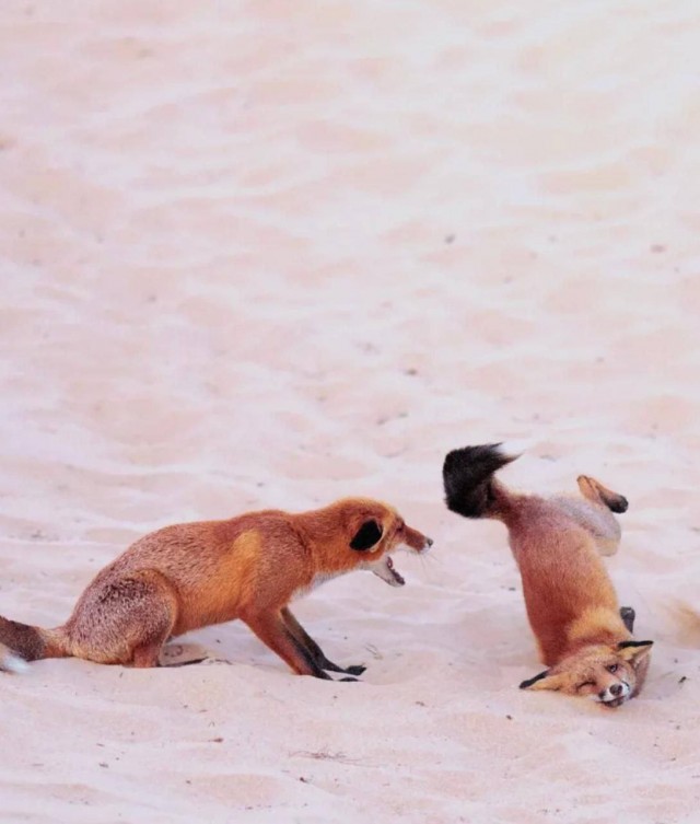 Финалисты фотоконкурса Nikon Comedy Wildlife Awards 2025