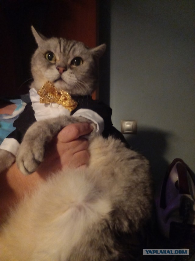 Котэ в возрасте. Финал.