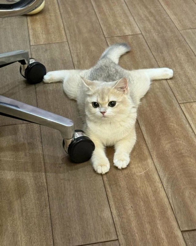 Чутка кошек