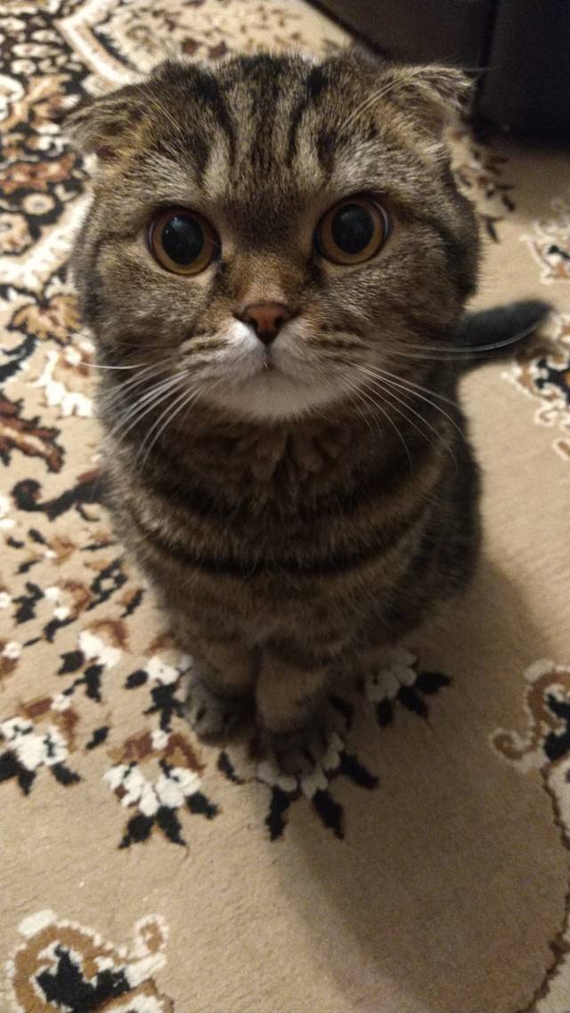 Котик...