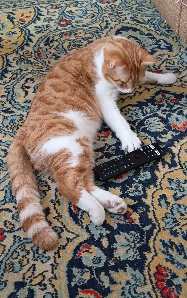 Котовторник.