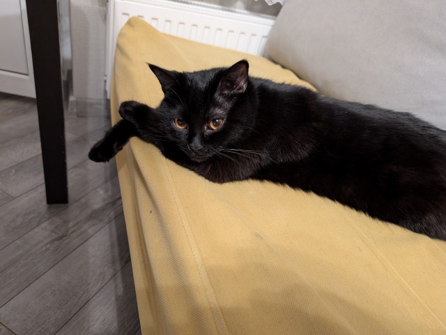 К котовторнику: подборка картинок-баянов с котиками и про котиков. Выпуск 35.
