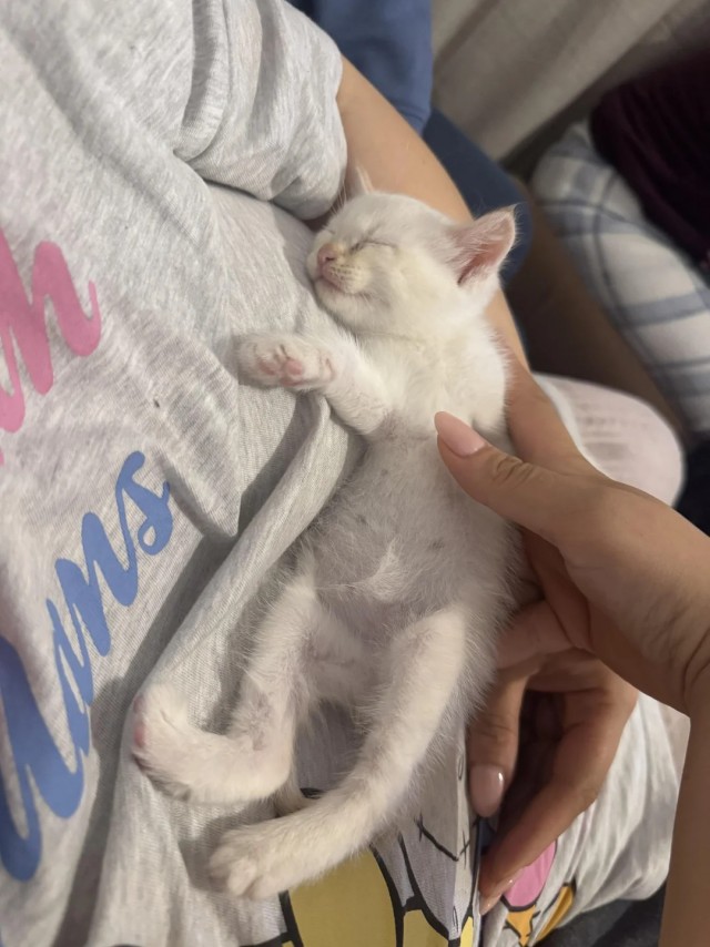 Мужчина нашёл котят на дороге