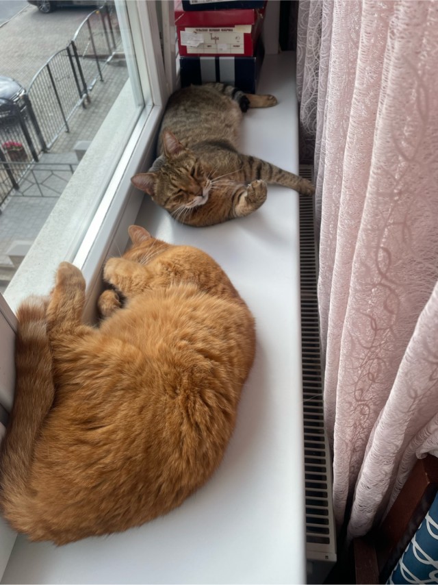 К-котовторник