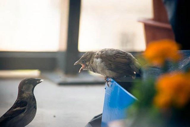 История о птенце воробья и человеческой доброте