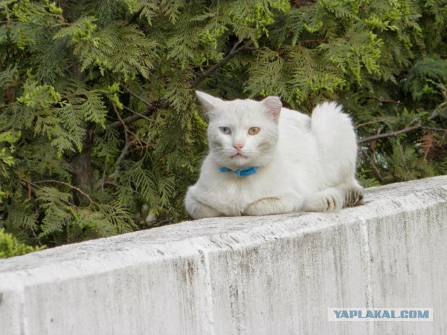 Если есть кошачий рай - это...