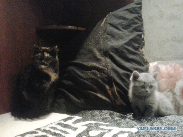 Котовторник 29.04.14.
