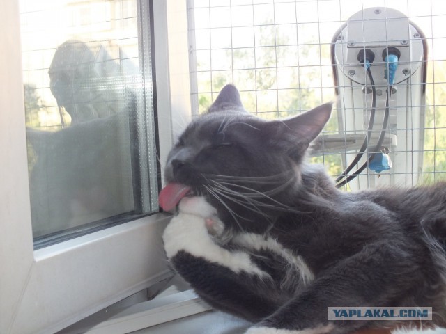 Котовторник 10.06.2014