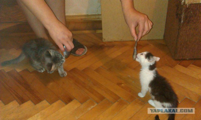 Кот - новый питомец