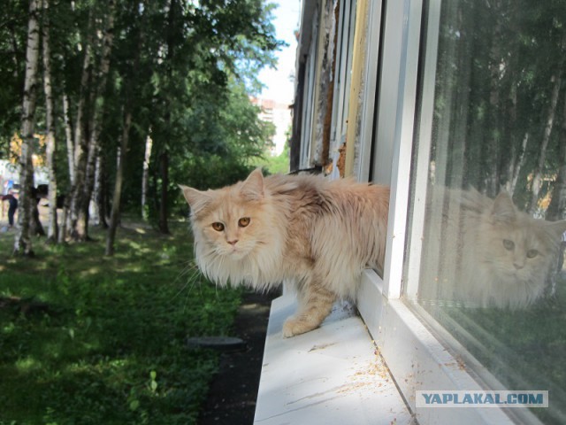 Котовторник 05.08.2014