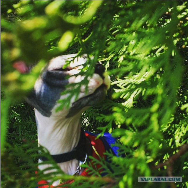 Котовторник 16.06.2015., Котовторник наступил!