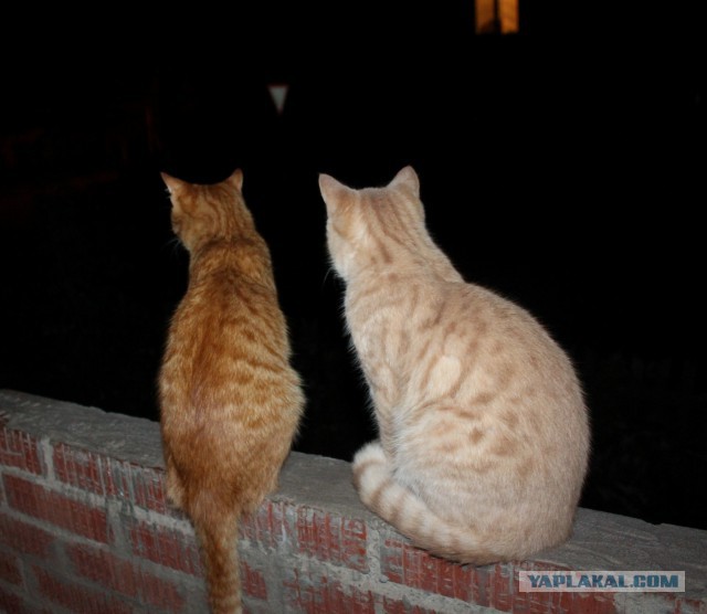 Котовторник