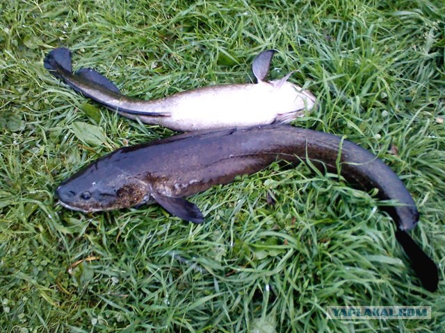 Нарыбачил на реке