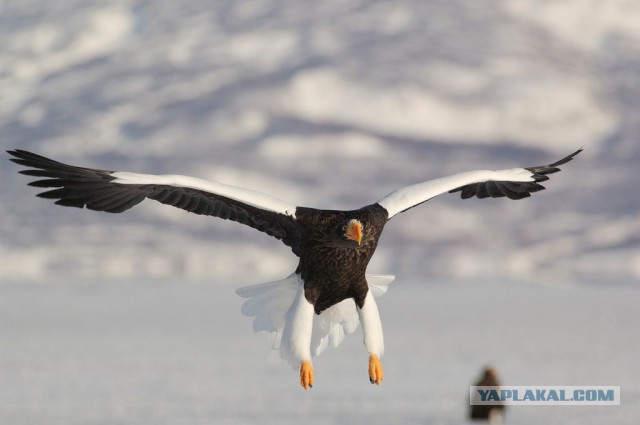 Медведи Камчатки
