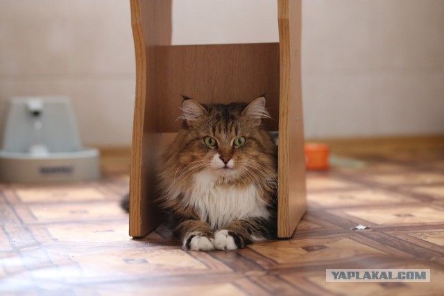 Котовторник 12.04