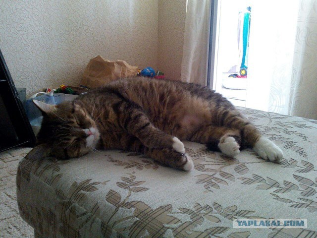 Котовторник 28.06.2016