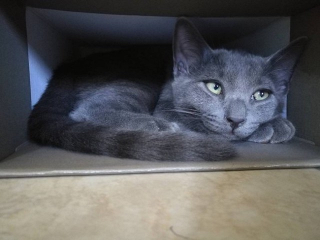 Коты из сети