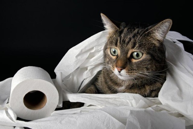 Коты из сети