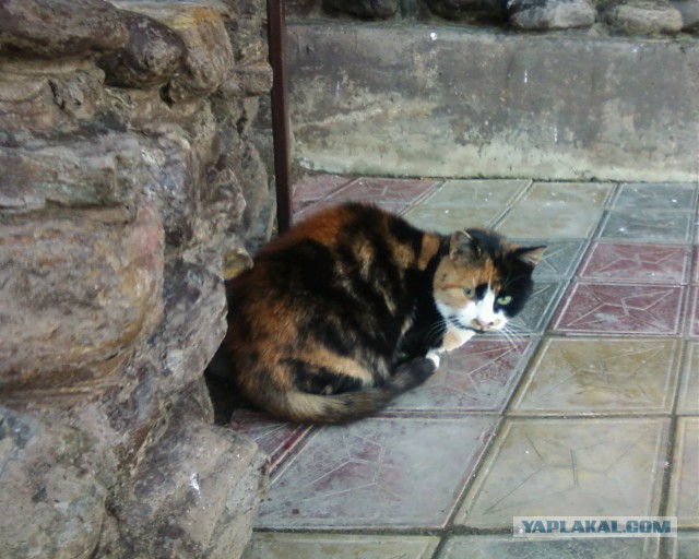 Коты из сети
