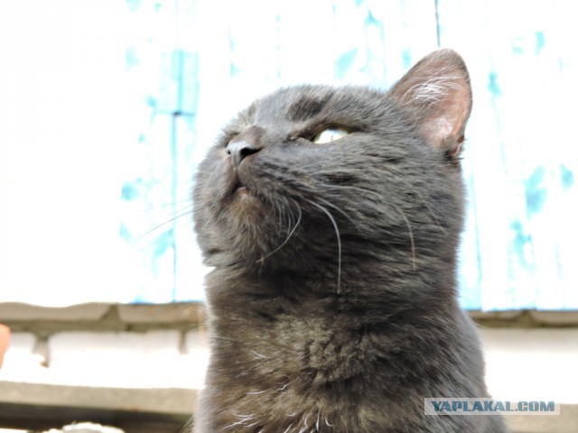Котовторник  17.01.2017