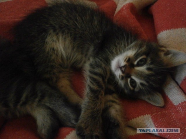 Добрее к кошкам!