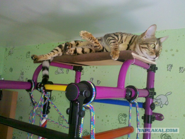 Котовторник 1.08.17