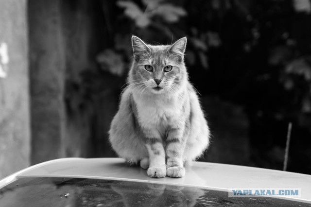 Котовторник