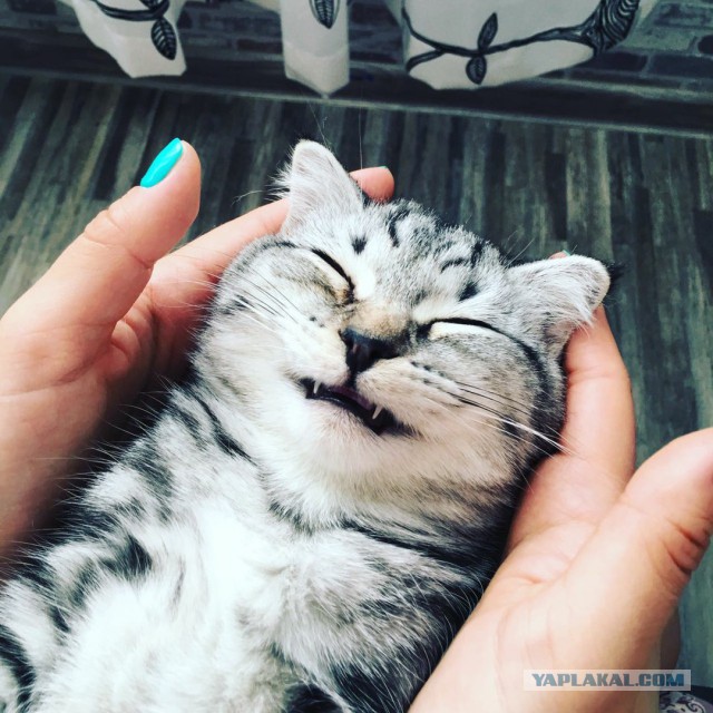 Котовторник  19.12.2017