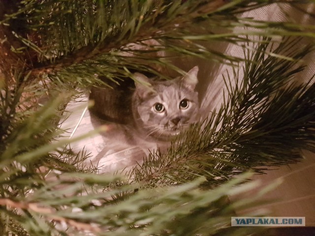 Котовторник 9.01.2018