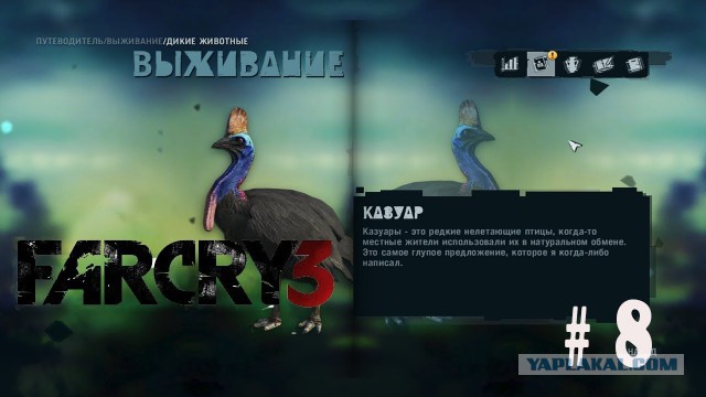 Южный казуар - птица-красавица, способная убить человека одной левой