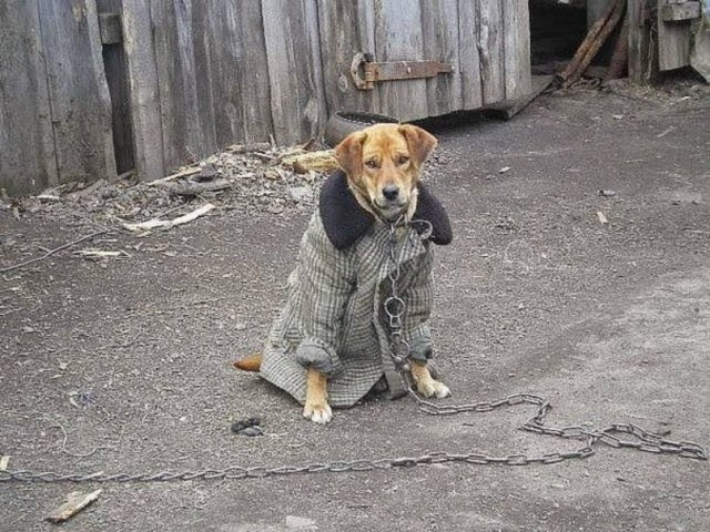 Картинки по-приколу
