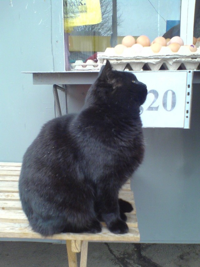 Котовторник на Япе (25.03), подхватываем подборку!