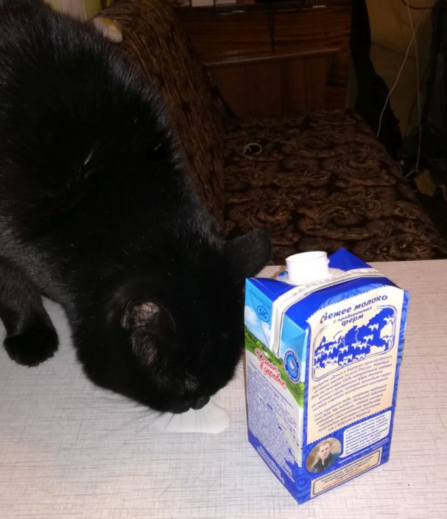 Котовторник же, уже!