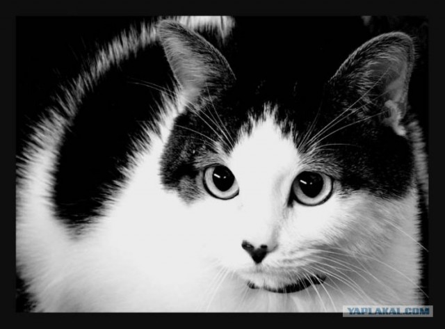 Котовторник на ЯПлакалъ