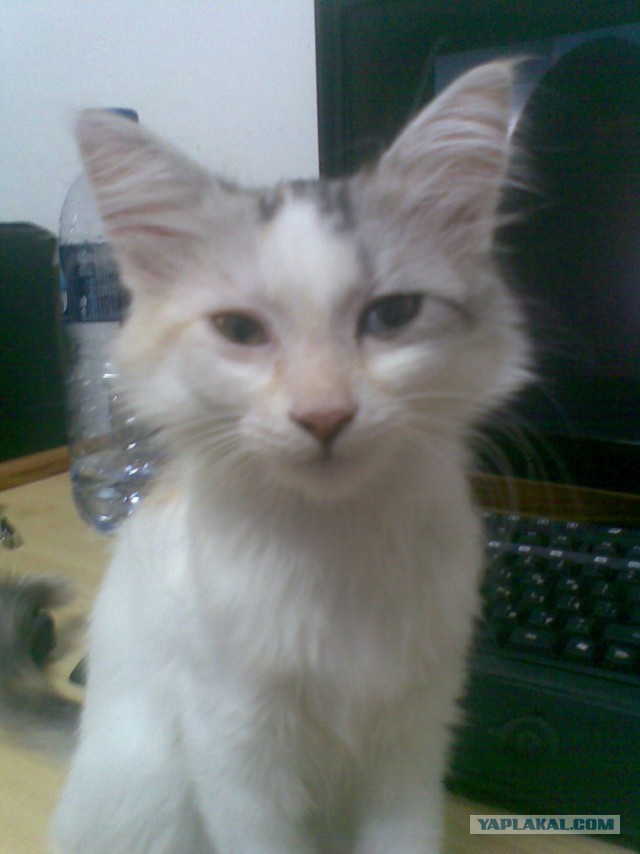 Немного милоты