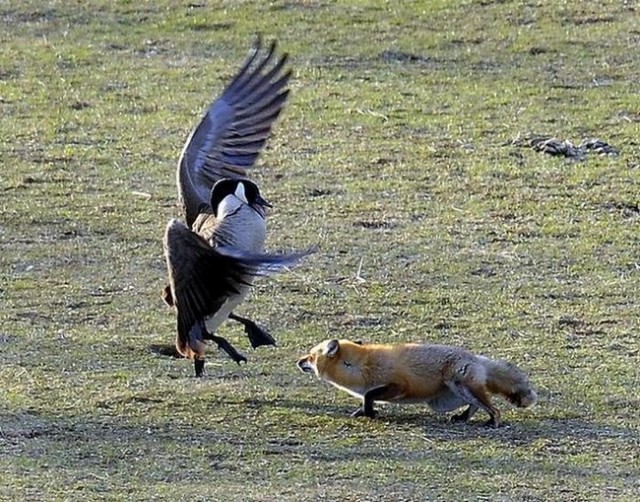 Охота на гуся