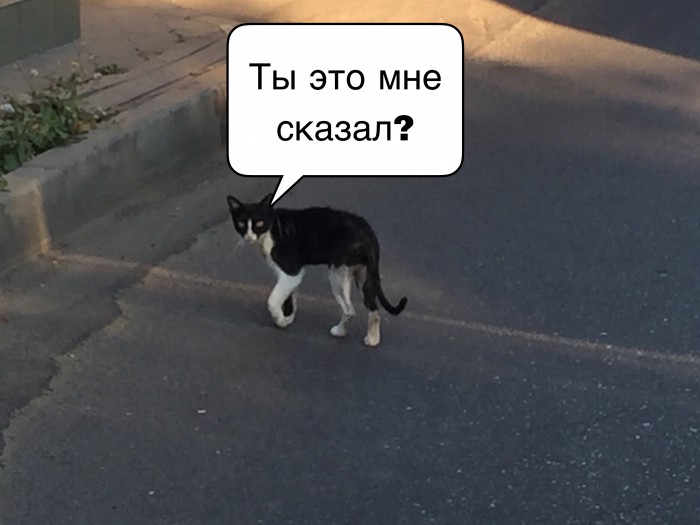 Коты Кубани