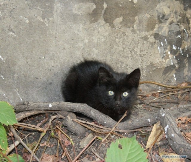 Котовторник на 2 ноября