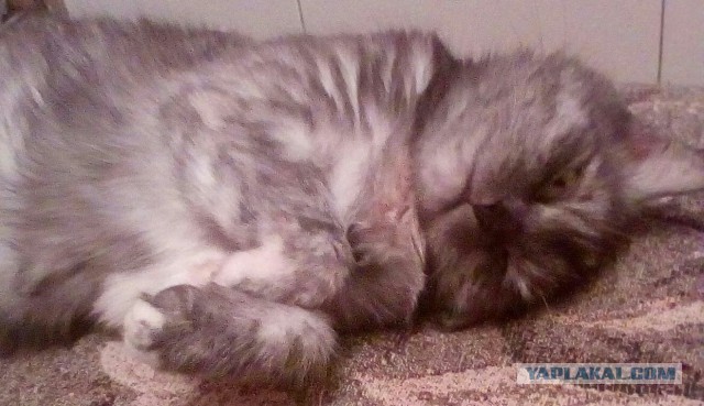 7 странных привычек у кошек, которым есть объяснение