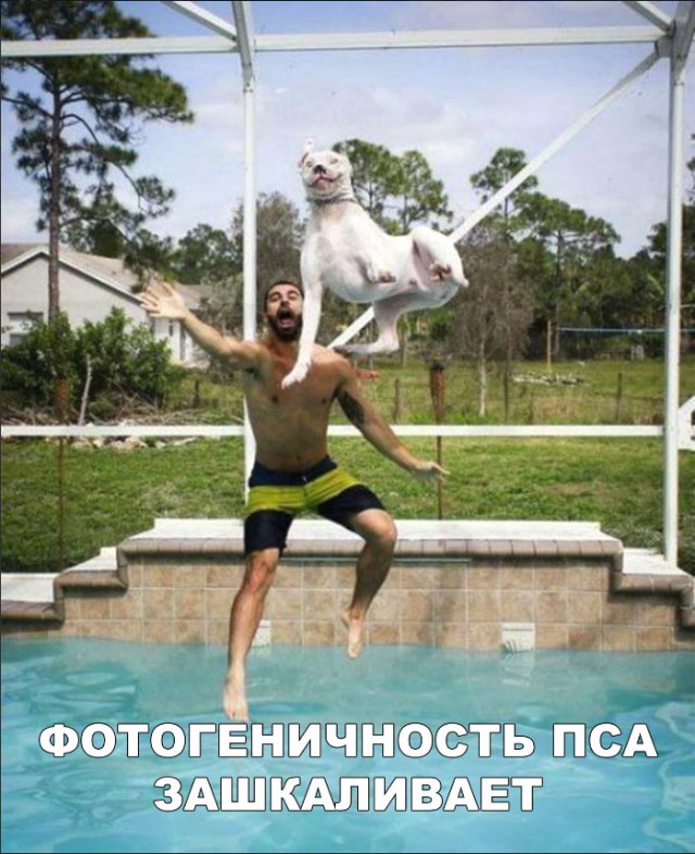 Милые животные. Мимиметр сломался
