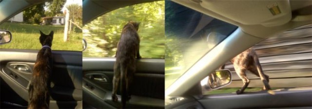Профессиональный котовторник