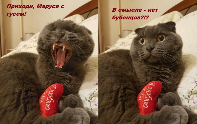 Котейка зевнул