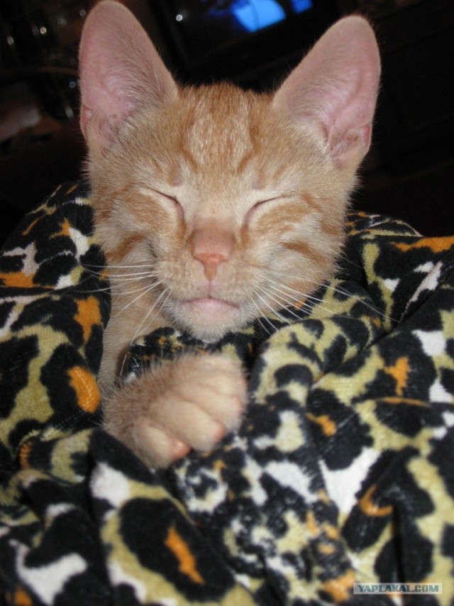 Котовторник! 08.11.11