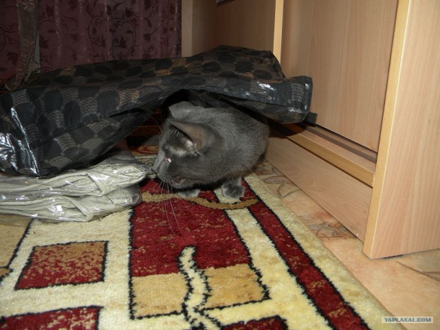 Котовторник (31.01.2012)
