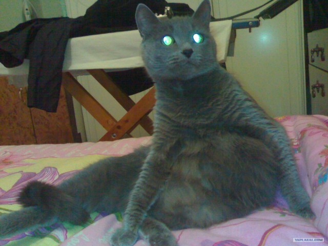 Котовторник 20.03.2012