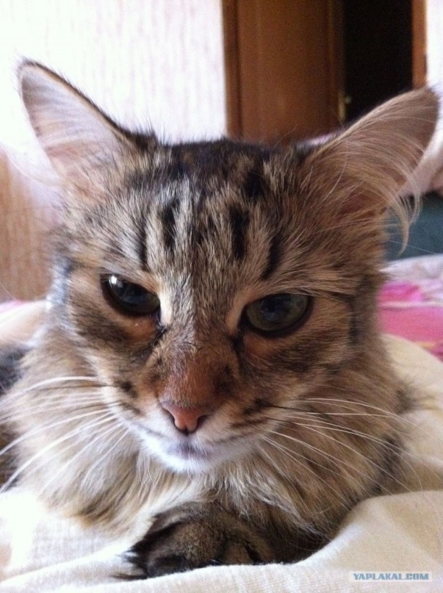 Котовторник 17.04.2012