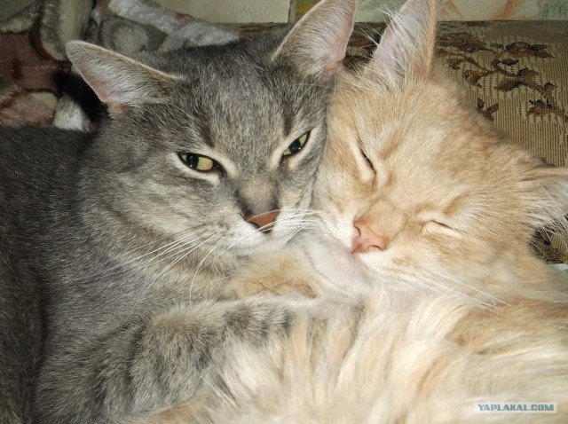 Котовторник  12. 06. 2012